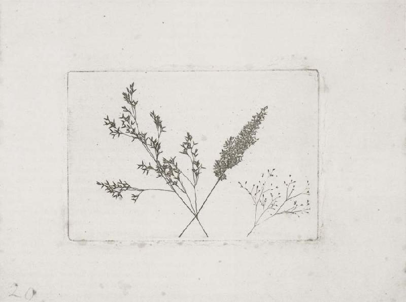 Willim Henry Fox Talbot Three Grasses